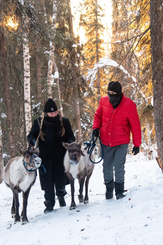 Dogsled and Reindeer Day Trip to Borealis Basecamp - Dogsled and Reindeer Tours