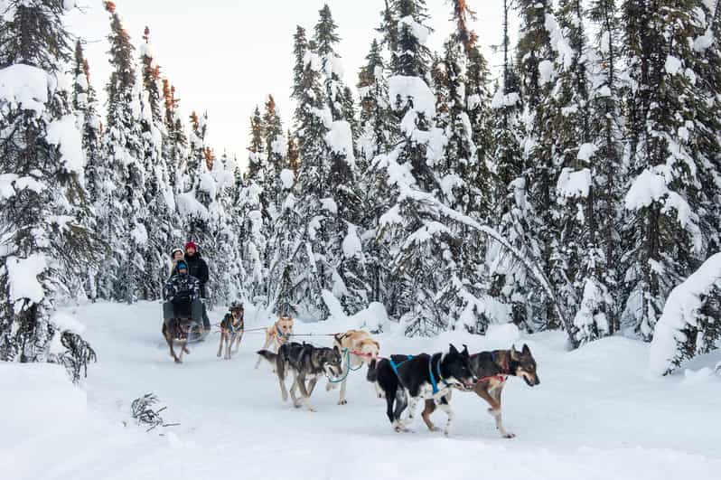 Dogsled and Reindeer Day Trip to Borealis Basecamp - Small Group Experience