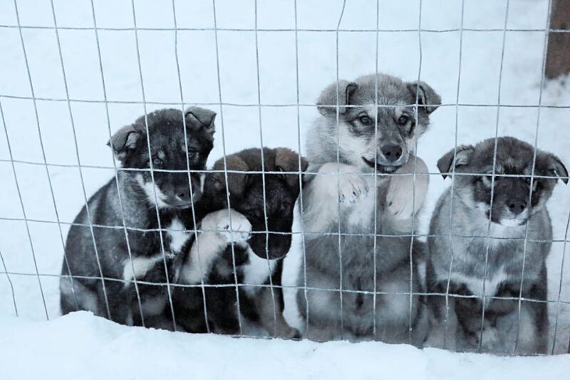 Dogsled and Reindeer Day Trip to Borealis Basecamp - Transportation and Pickup