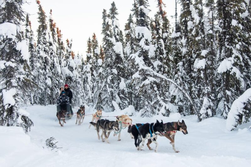 Dogsled and Reindeer Day Trip to Borealis Basecamp - Dining at Latitude 65