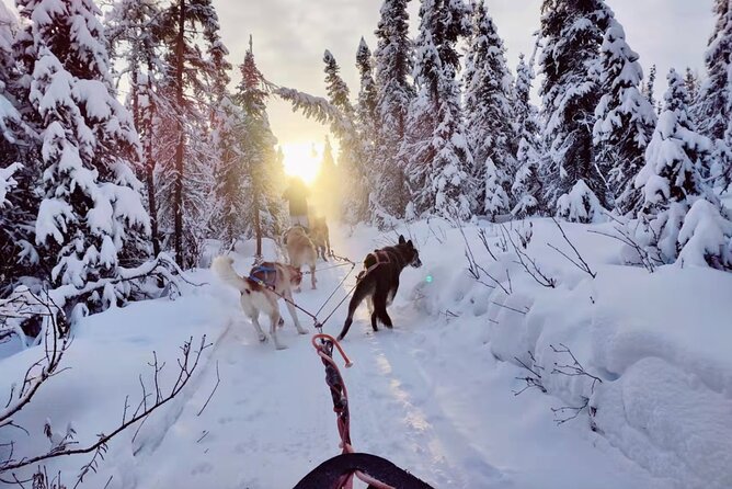 Dogsled Rides - Meeting Details