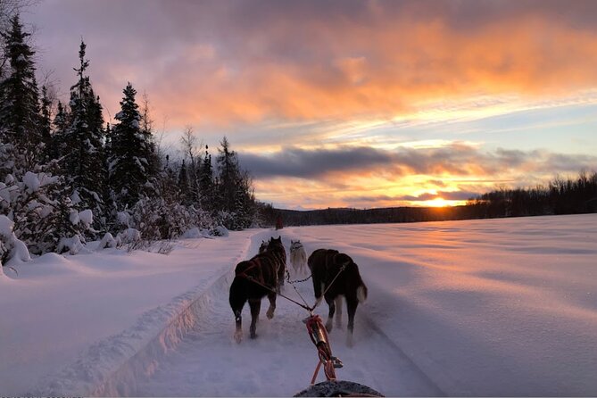 Dogsled Rides - Preparing for the Adventure