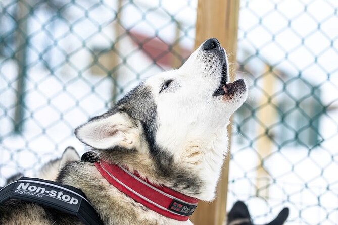 Dogsledding, Near Akureyri - Good To Know