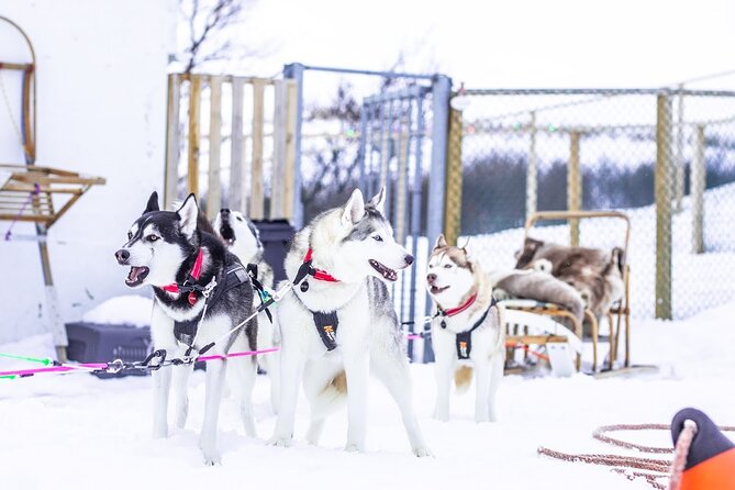 Dogsledding, Near Akureyri - Tour Highlights