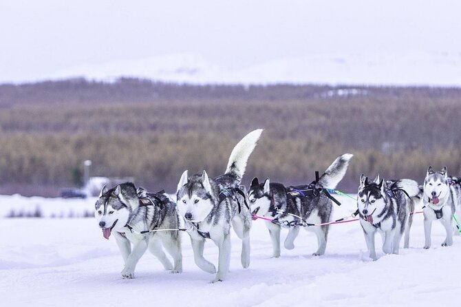 Dogsledding, Near Akureyri - Guest Experiences and Feedback