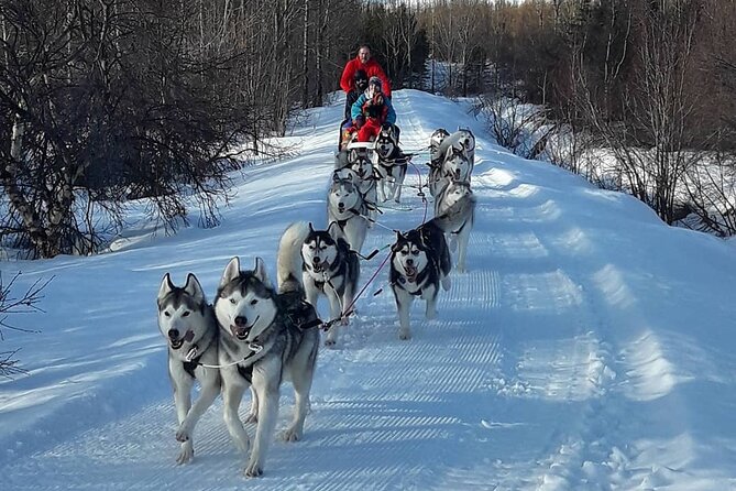 Dogsledding, Near Akureyri - Preparing for the Tour