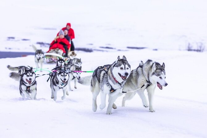 Dogsledding, Near Akureyri - Arriving at the Dogsledding Site