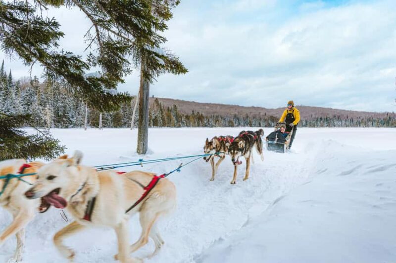 Dogsledding Upper Laurentians near Mont-Tremblant - Key Points
