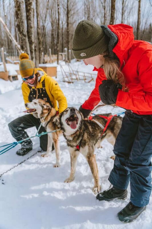 Dogsledding Upper Laurentians near Mont-Tremblant - The Value and Practicalities