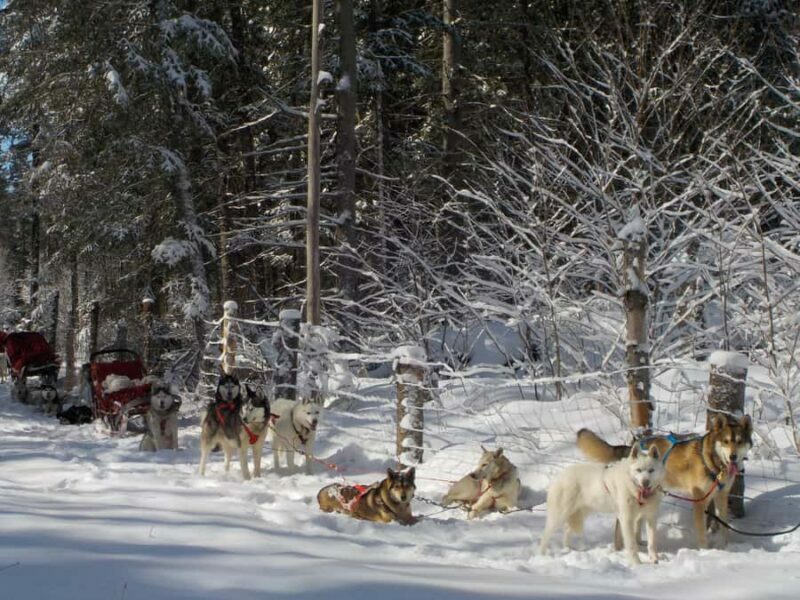 Dogsledding Valley Adventure near Mont-Tremblant - Key Points