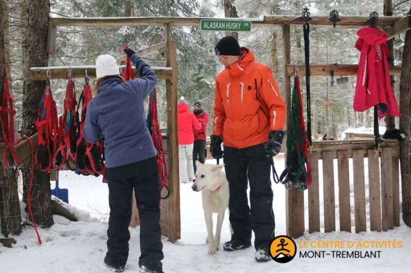 Dogsledding Valley Adventure near Mont-Tremblant - Who Should Consider This Tour?
