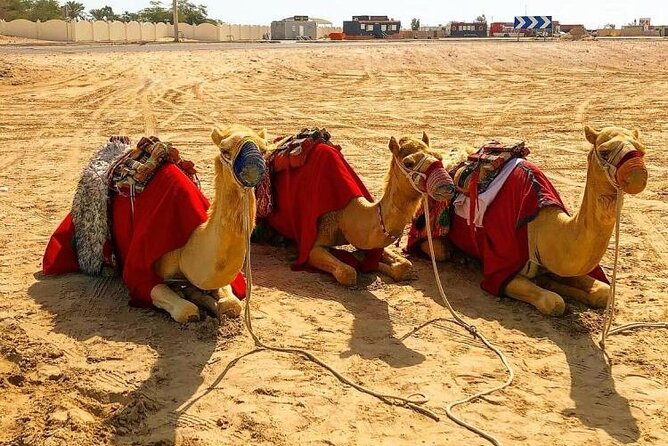 Doha Layover Desert Safari, Camel Ride, Sand Boarding, Inland Sea - Pickup Information