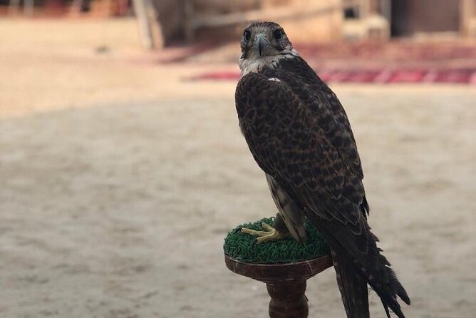 Doha Layover Desert Safari, Camel Ride, Sand Boarding, Inland Sea - Booking Details