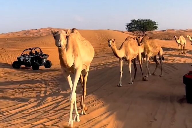 Doha, Qatar: Desert Safari, Inland Sea and Camel Ride Adventure. - Exploring Dohas Breathtaking Desert