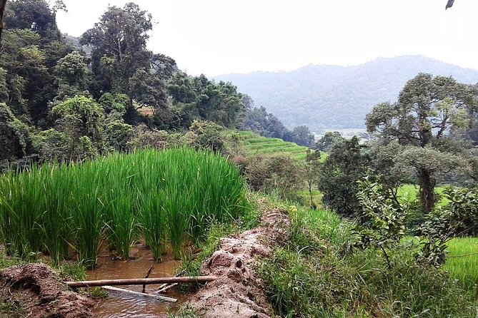 Doi Inthanon at Afternoon and Hiking - Health and Accessibility
