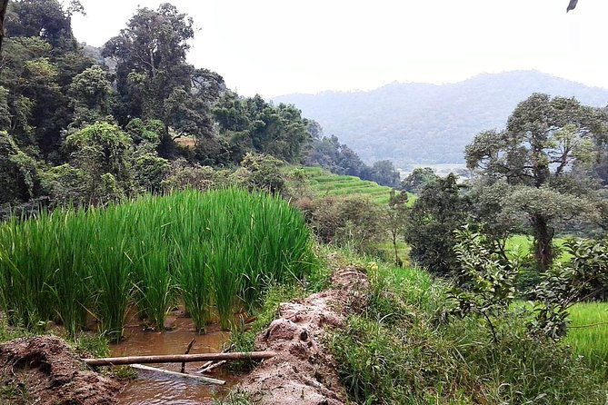 Doi Inthanon Day Tour - Highlights of the Tour