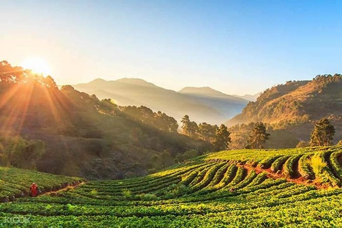 Doi Inthanon Day Trip From Chiang Mai Including Karen Hill Tribe & Twin Pagodas - Customer Feedback and Ratings