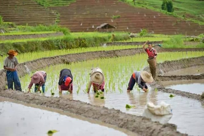 Doi Inthanon National Park Tour With 2-Hour Fantastic Trekking - Pickup Service