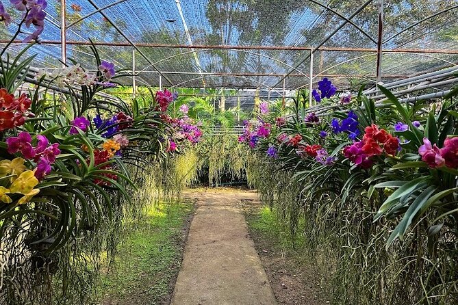 Doi Suthep Temple, Pha Lat Temple, Sticky Waterfall, Orchid Farm - Age Policy