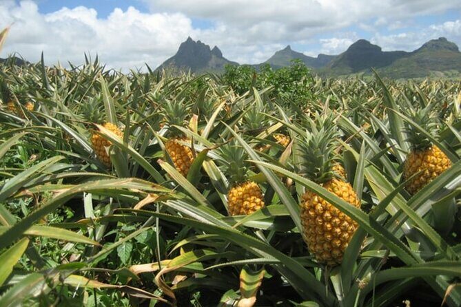 Dole Pineapple Plantation and Ko Hana Rum Afternoon Tour - What to Expect from the Tour