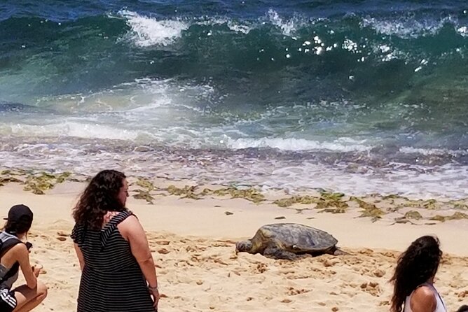 Dole,Garlic Shrimp, Northshore Customizable Group Priced Tour - Booking Details and Pricing