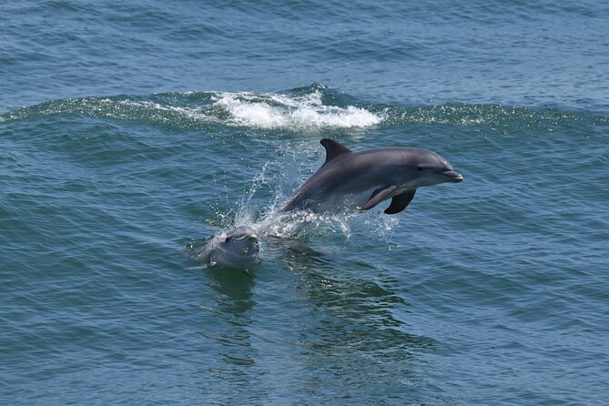 Dolphin and Bird Watching Ecotour Cruise - Guaranteed Marine Mammal Sightings