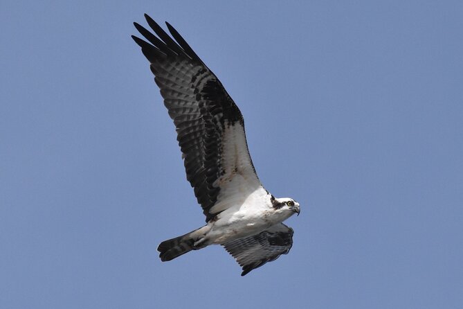 Dolphin and Bird Watching Ecotour Cruise - Accessibility and Meeting Details