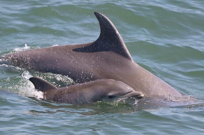 Dolphin and Bird Watching Ecotour Cruise - Reviews and Ratings Highlights