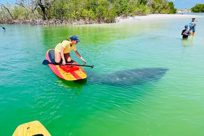 Dolphin and Manatee Adventure Tour of Fort Myers - Just The Basics