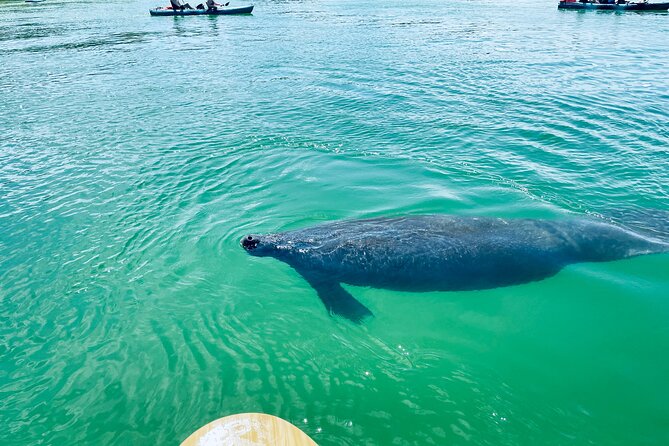 Dolphin and Manatee Adventure Tour of Fort Myers - Arrival and Embarkation