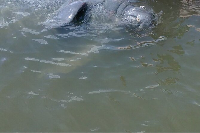 Dolphin and Manatee Adventure Tour of Merritt Island - Wildlife Sightings