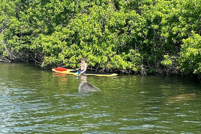 Dolphin and Manatee Adventure Tour of Merritt Island - Safety Considerations