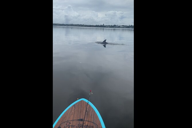 Dolphin and Manatee Adventure Tour of Naples With Florida History - Tour Overview