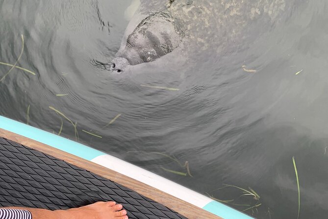 Dolphin and Manatee Adventure Tour of Osprey With Florida History - Highlights of the Tour