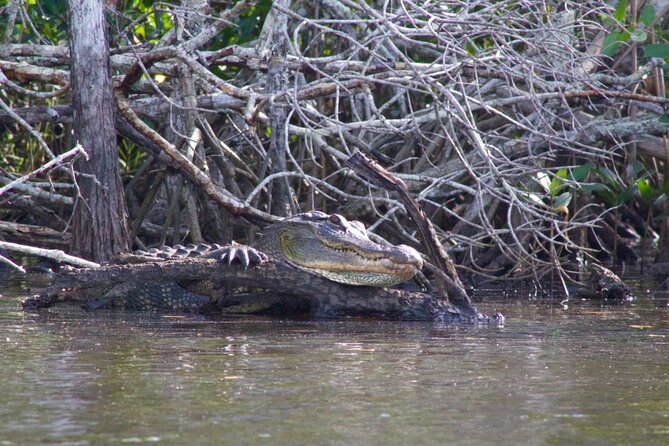 Dolphin and Manatee Boat Tour in 10,000 Islands NWR - Accessibility and Accommodations