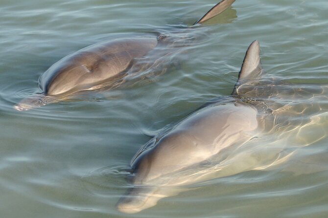 Dolphin and Manatee Clear Kayak or Paddleboard Island Hop Tour - Key Points