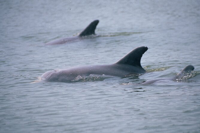 Dolphin and Manatee Clear Kayak or Paddleboard Island Hop Tour - Whats Included