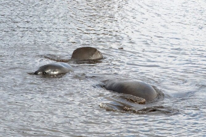 Dolphin and Manatee Clear Kayak or Paddleboard Island Hop Tour - Participant Requirements