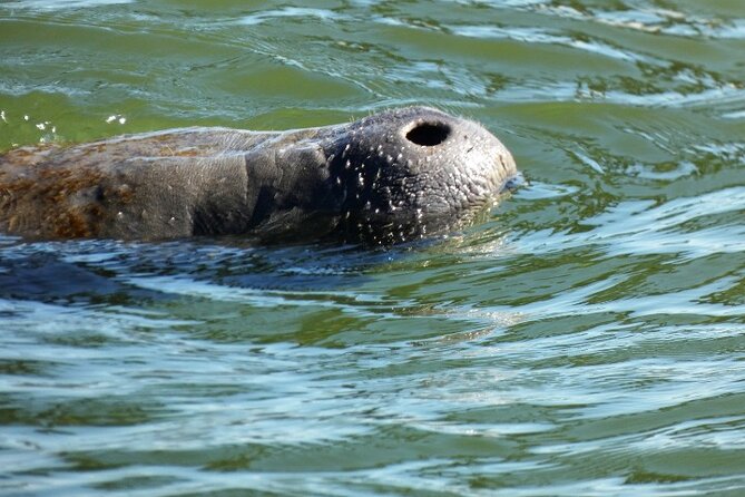 Dolphin and Manatee Clear Kayak or Paddleboard Island Hop Tour - Suitable for All Skill Levels
