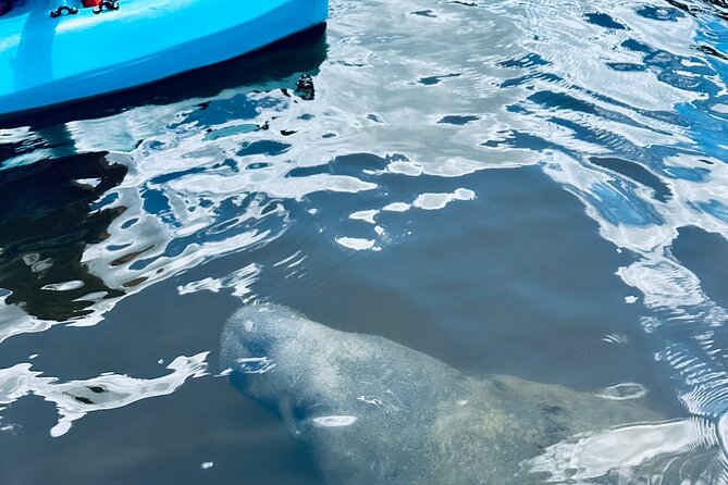Dolphin and Manatee Kayak and SUP Adventure Tour of Cocoa Beach - Positive Customer Experiences