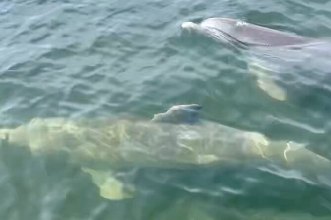 Dolphin and Manatee Kayak and SUP Adventure Tour of Cocoa Beach - Sightings and Activities