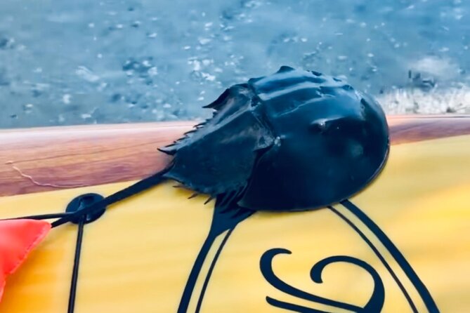 Dolphin and Manatee Kayak and SUP Adventure Tour of Cocoa Beach - Booking and Cancellation Policy