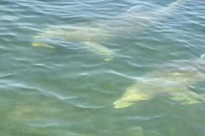 Dolphin and Manatee Kayak and SUP Adventure Tour of Cocoa Beach - Frequently Asked Questions
