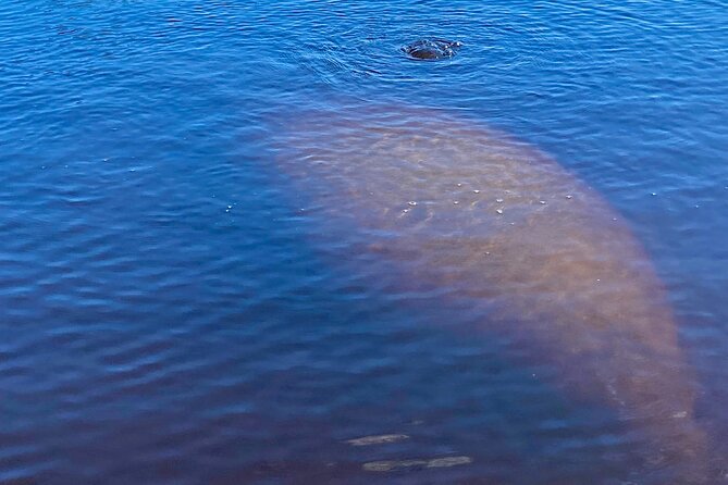 Dolphin and Manatee Kayak Tour of Daytona Beach - Customer Feedback and Guide Performance