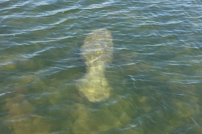 Dolphin and Manatee River Cruise Melbourne, Fl. 1030 - Accessibility and Transportation