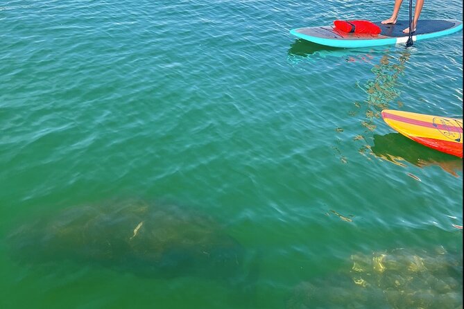 Dolphin and Manatee Tour of Marco Island by Kayak or SUP - Reviews