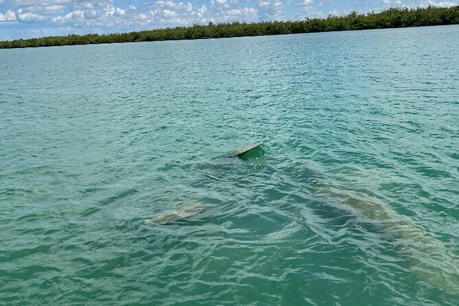 Dolphin and Manatee Tour of Marco Island by Kayak or SUP - Exploration of Marco Island