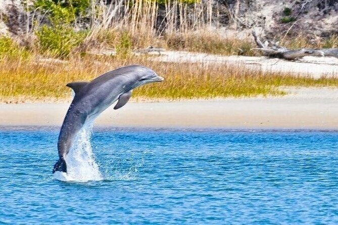 Dolphin and Nature Boat Excursion - Key Points