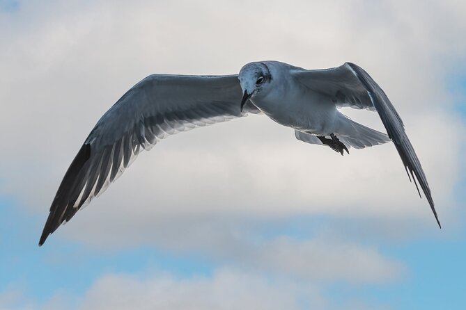 Dolphin and Nature Sunset Cruise From Orange Beach - What Customers Are Saying