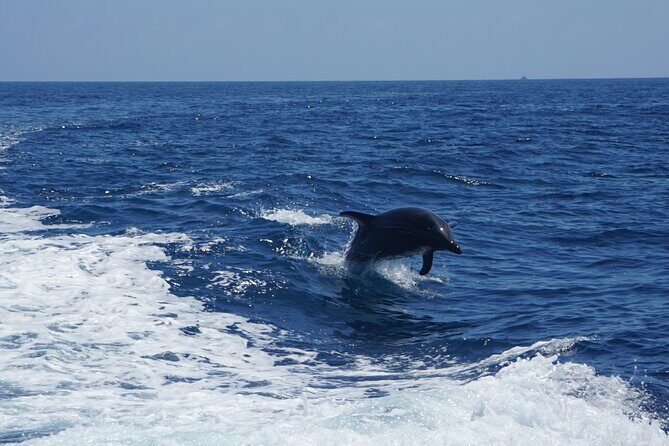 Dolphin and Sea Lion Tour of Catalina Island - Key Points